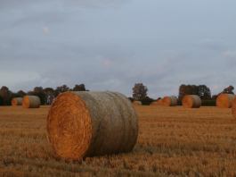 Meadowsweet Farm Harvest 1